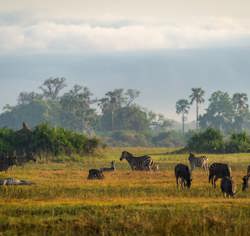 Wilderness Mombo Green Season Zebras Feeding In Grassland