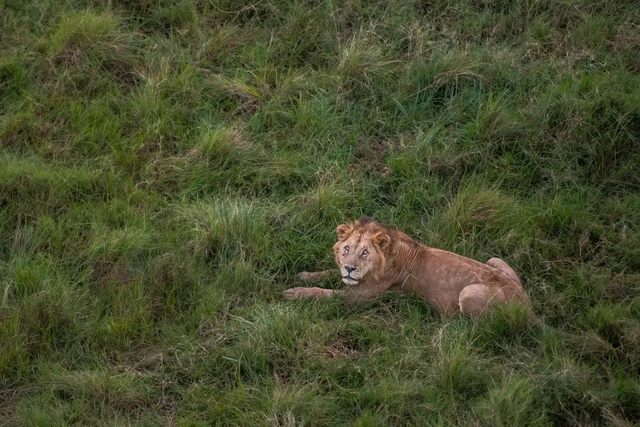 Male lion seen lying in the grass in the wilderness in Kenya