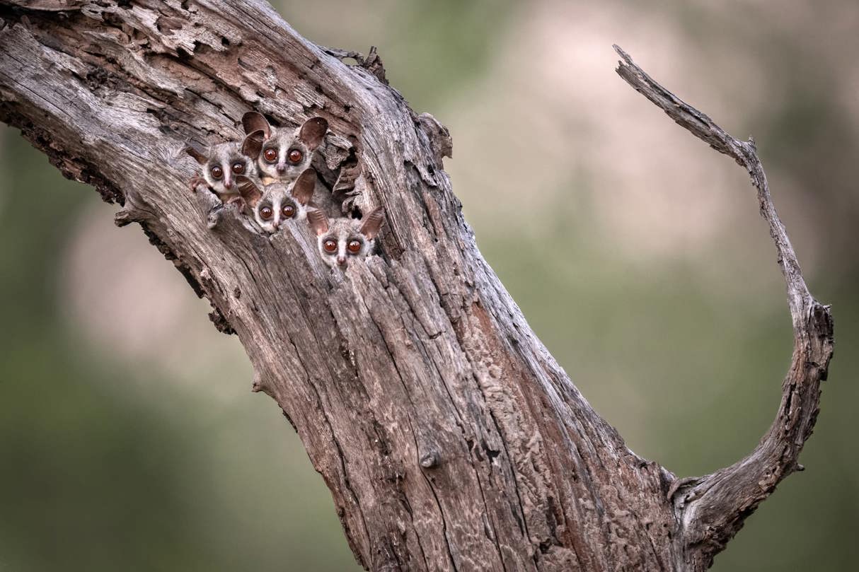 A group of four small, wide-eyed Bushbabies (galagos) peering out of a hole in a textured, dead tree trunk.