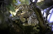 Leopard perched in a tree Wilderness Vumbura