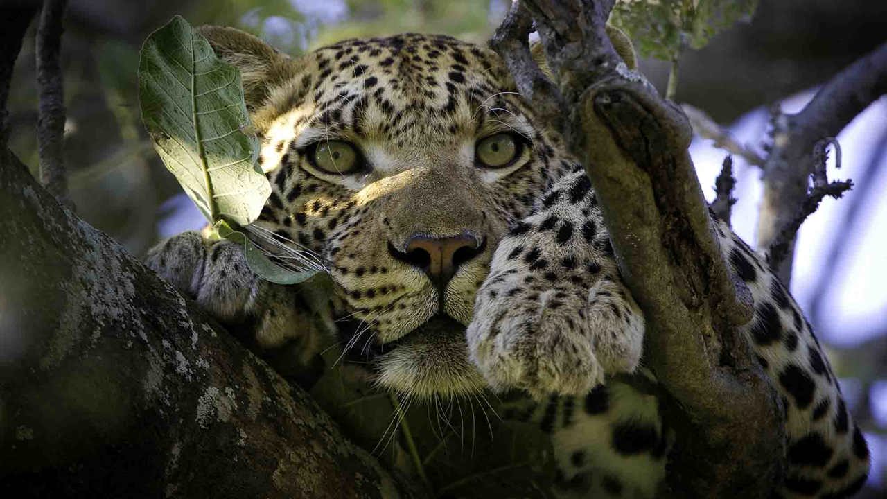 Leopard perched in a tree Wilderness Vumbura