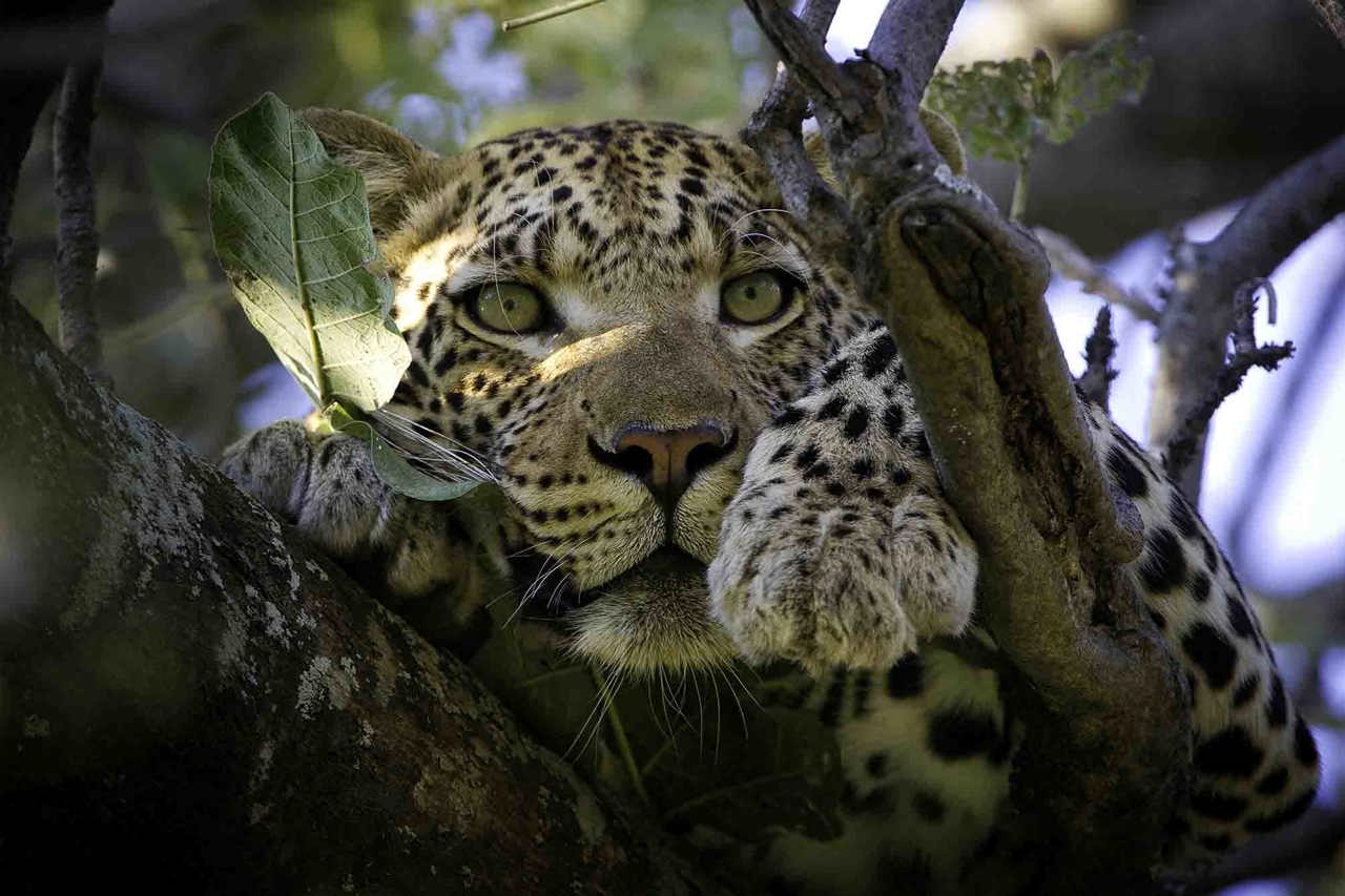 Leopard perched in a tree Wilderness Vumbura