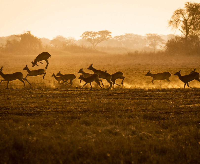 Wilderness Busanga Bush Camp Zambia Puku Running