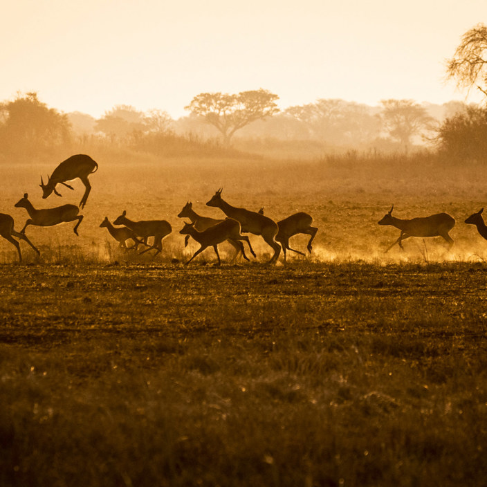 Wilderness Busanga Bush Camp Zambia Puku Running