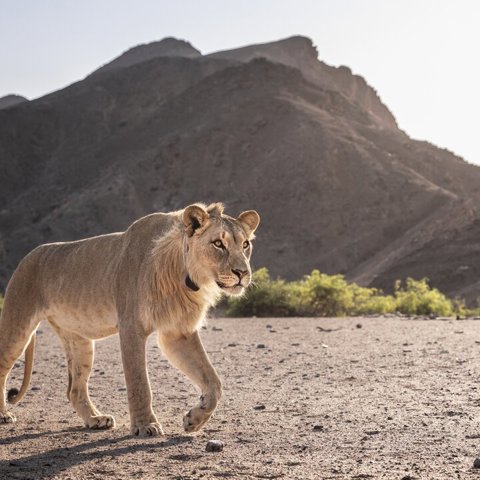 Hoanib Desert Lion Wilderness Impact Protect