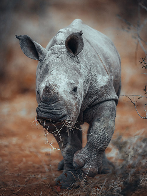 Wilderness Zambia Wildlife Baby Rhino