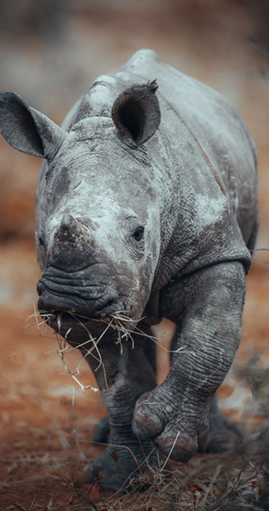 Wilderness Zambia Wildlife Baby Rhino