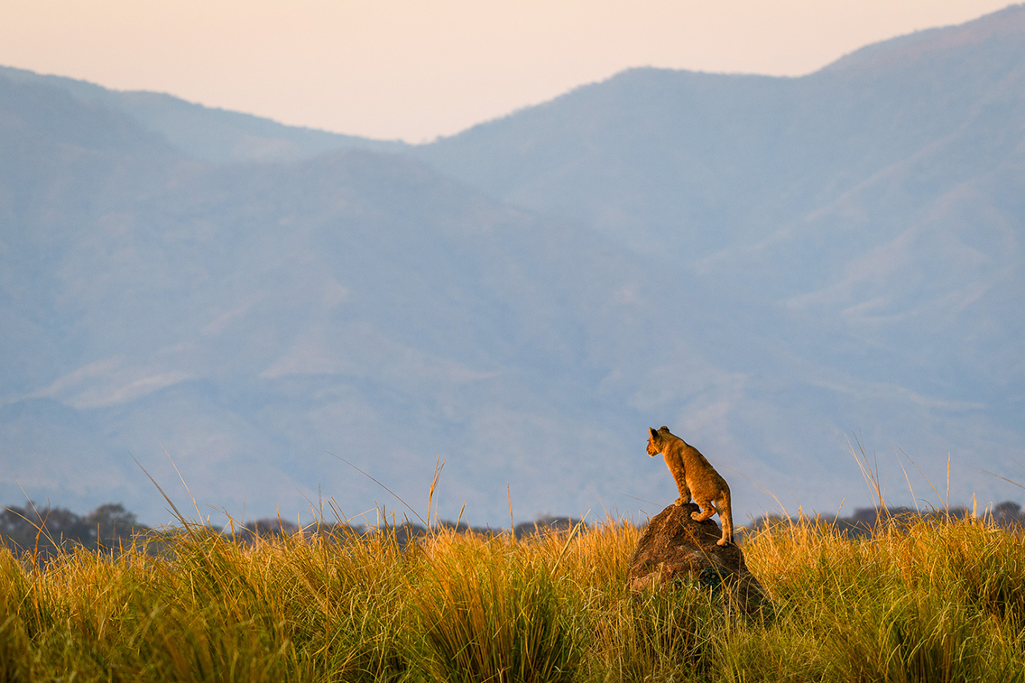 Lion sitting on tip of a termite mound in Zimbabwe wilderness safari landscape
