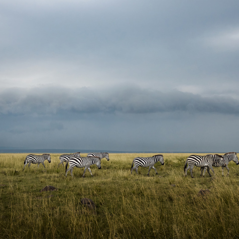 A herd of zebra walking in a line across a plain, with dark clouds in the background