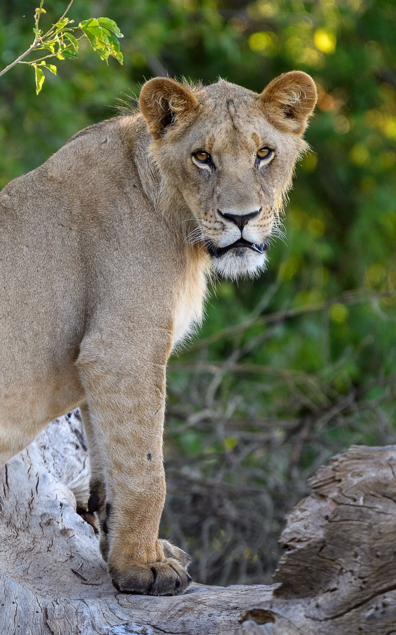 Young male lion on alert in Okavango Delta Botswana safari landscape