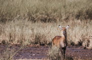 Female waterbuck in Tanzania during the Great Migration