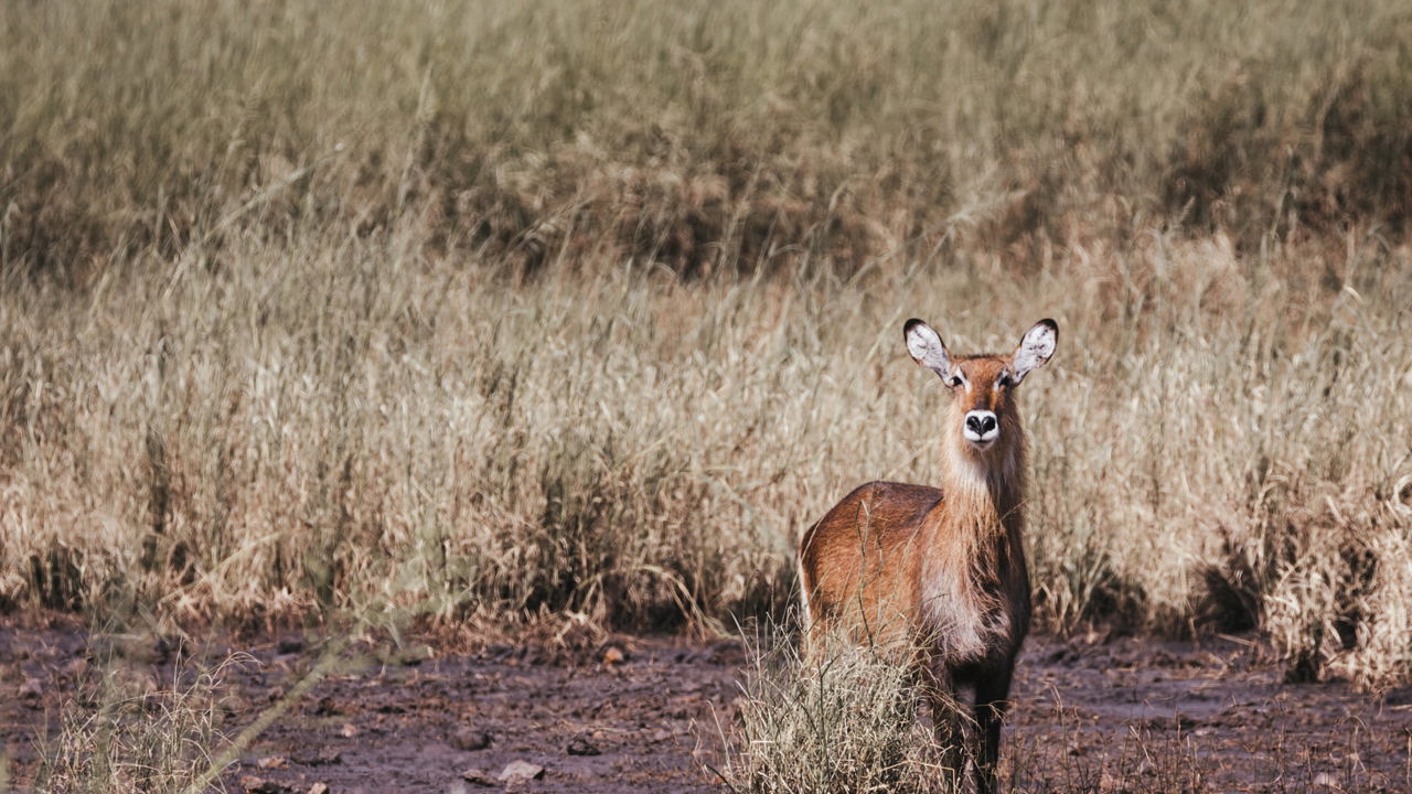 Female waterbuck in Tanzania during the Great Migration