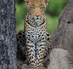 Little Vumbura Botswana Wildlife Leopard