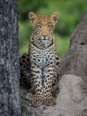 Little Vumbura Botswana Wildlife Leopard