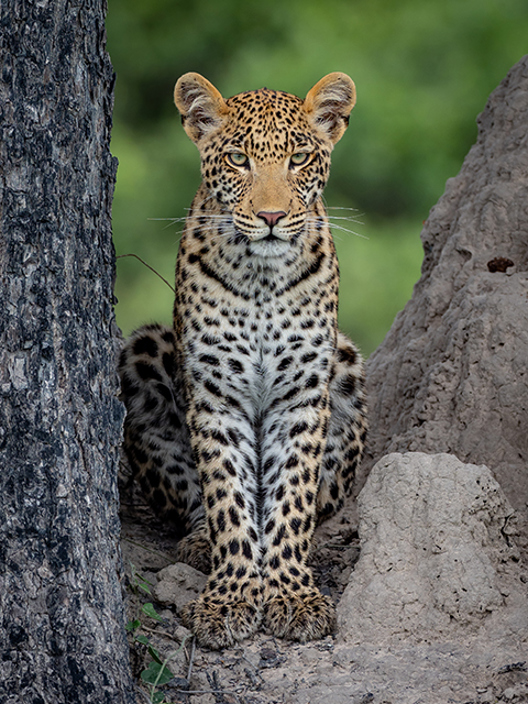 Little Vumbura Botswana Wildlife Leopard