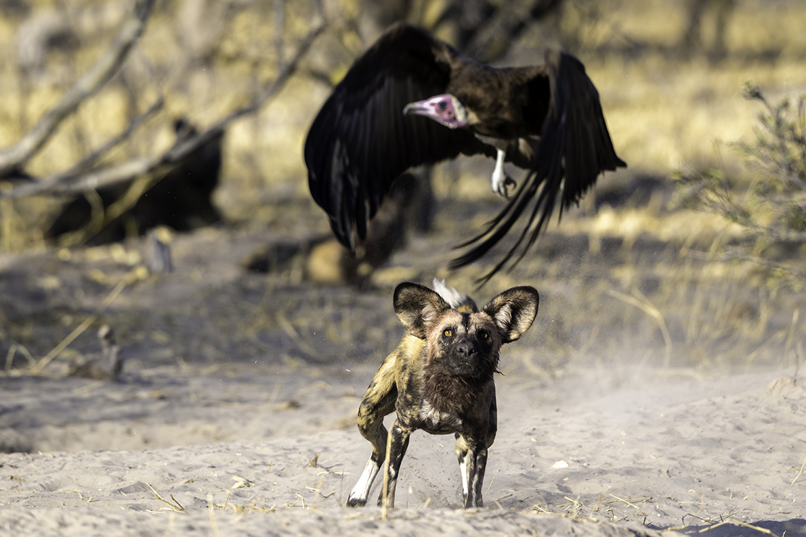 Wilderness Botswana Linyanti Wildlife Vulture