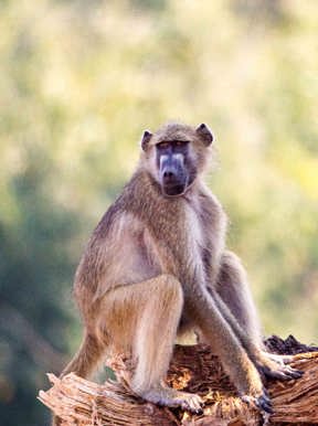Wilderness Chikwenya Zimbabwe Wildlife Baboon