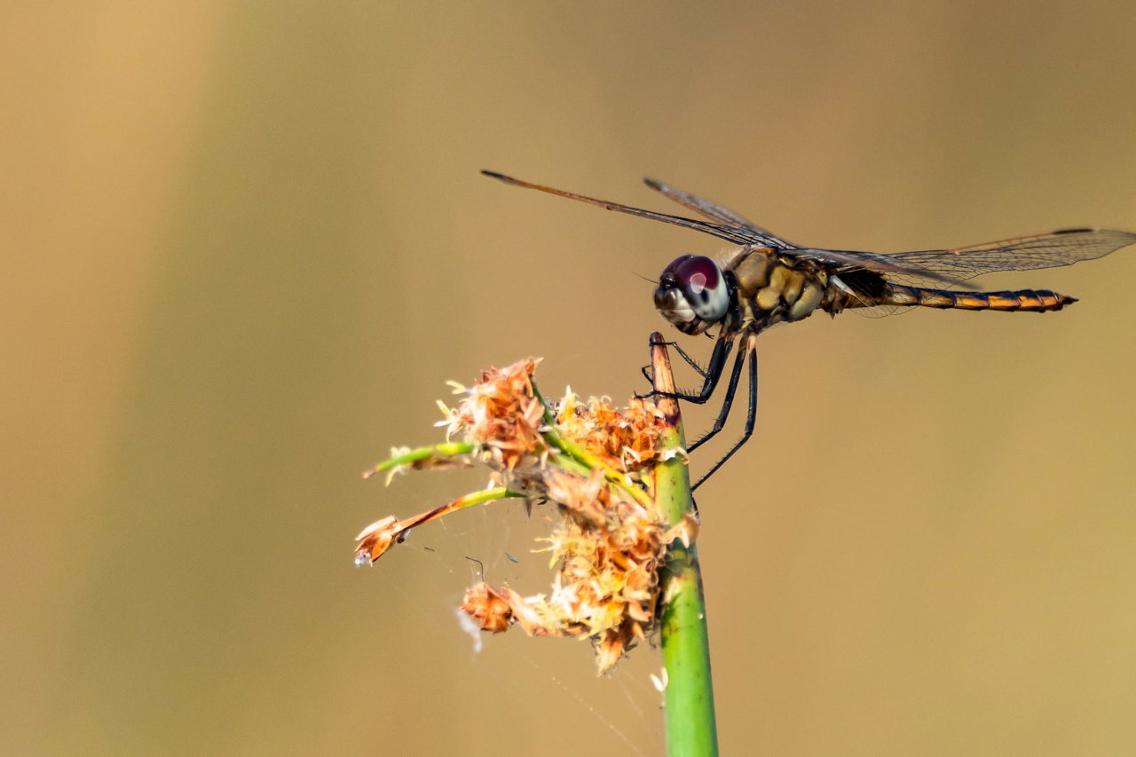 A detailed macro shot of a brown and black dragonfly perched on a slender green reed or flower head in the Okavango Delta, with a soft, blurred background.