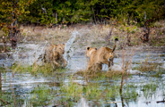 Wilderness Qorokwe Botswana Lions Fighting