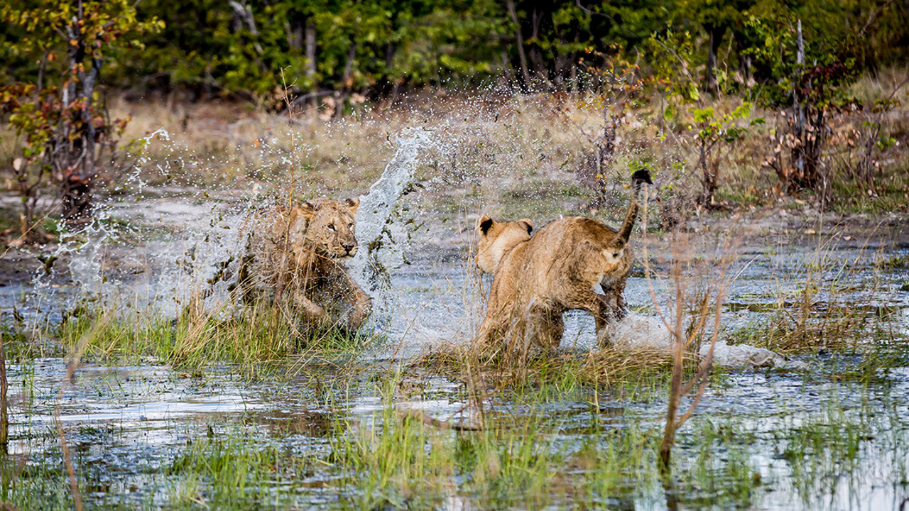 Wilderness Qorokwe Botswana Lions Fighting
