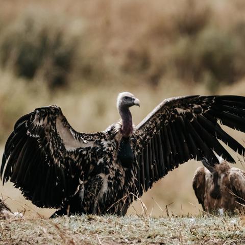 Vulture spreading its wings in Tanzania
