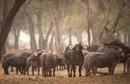 Herd of buffalo seen in the woodlands in Mana Pools, Zimbabwe