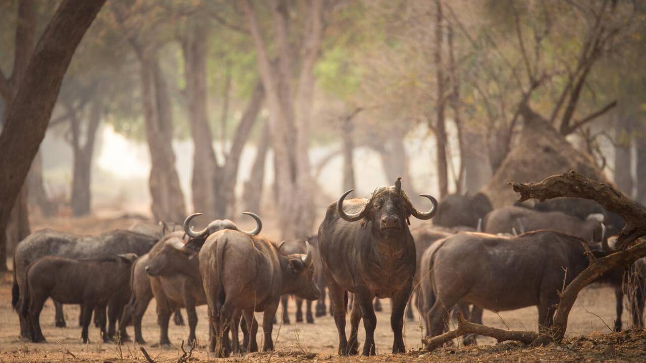 Herd of buffalo seen in the woodlands in Mana Pools, Zimbabwe
