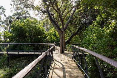 Chitabe's iconic walkways between guest suites and main areas