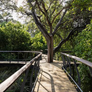 Chitabe's iconic walkways between guest suites and main areas