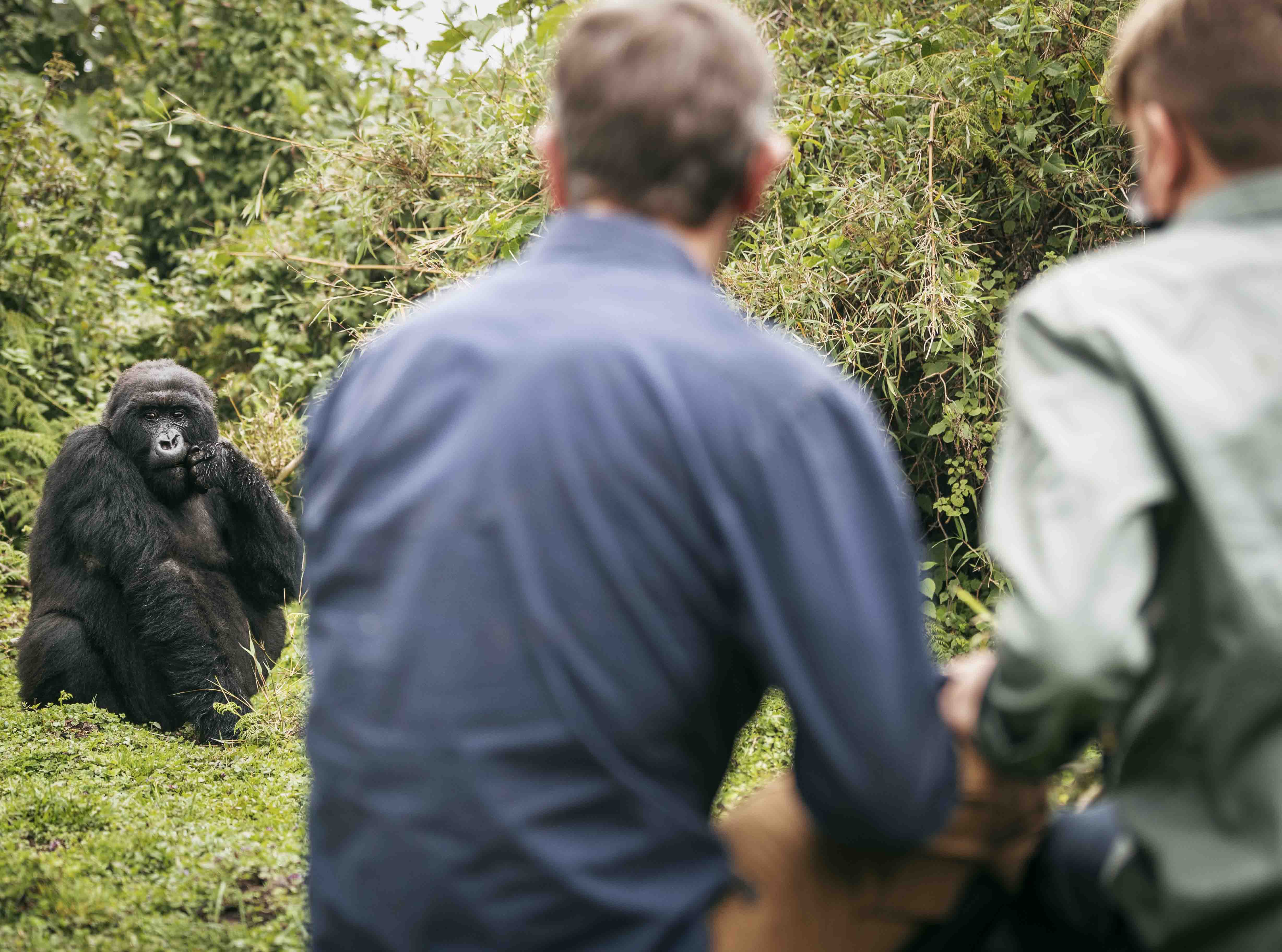 Wilderness Gorilla Trekking Rwanda