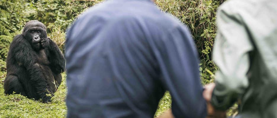 Wilderness Gorilla Trekking Rwanda
