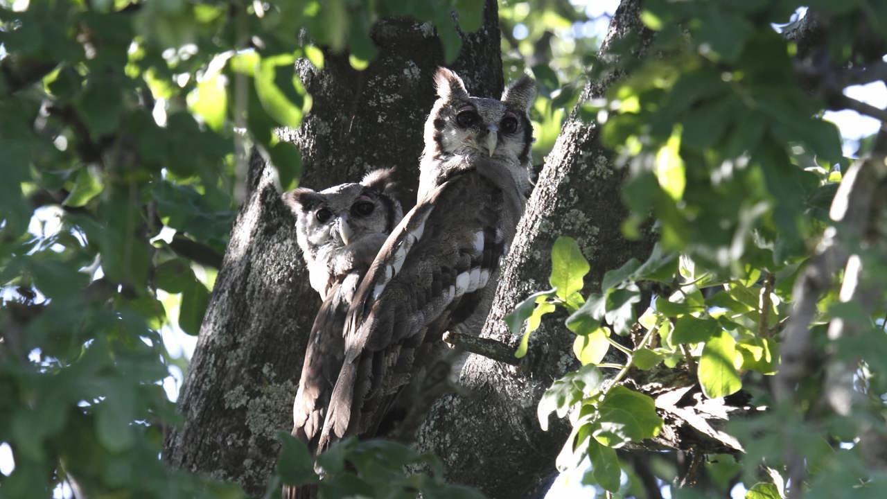 Two large Verreaux's Eagle-Owls perched side-by-side in a large green tree, looking out from the thick foliage of the Okavango Delta woodlands.