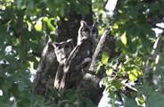 Two large Verreaux's Eagle-Owls perched side-by-side in a large green tree, looking out from the thick foliage of the Okavango Delta woodlands.