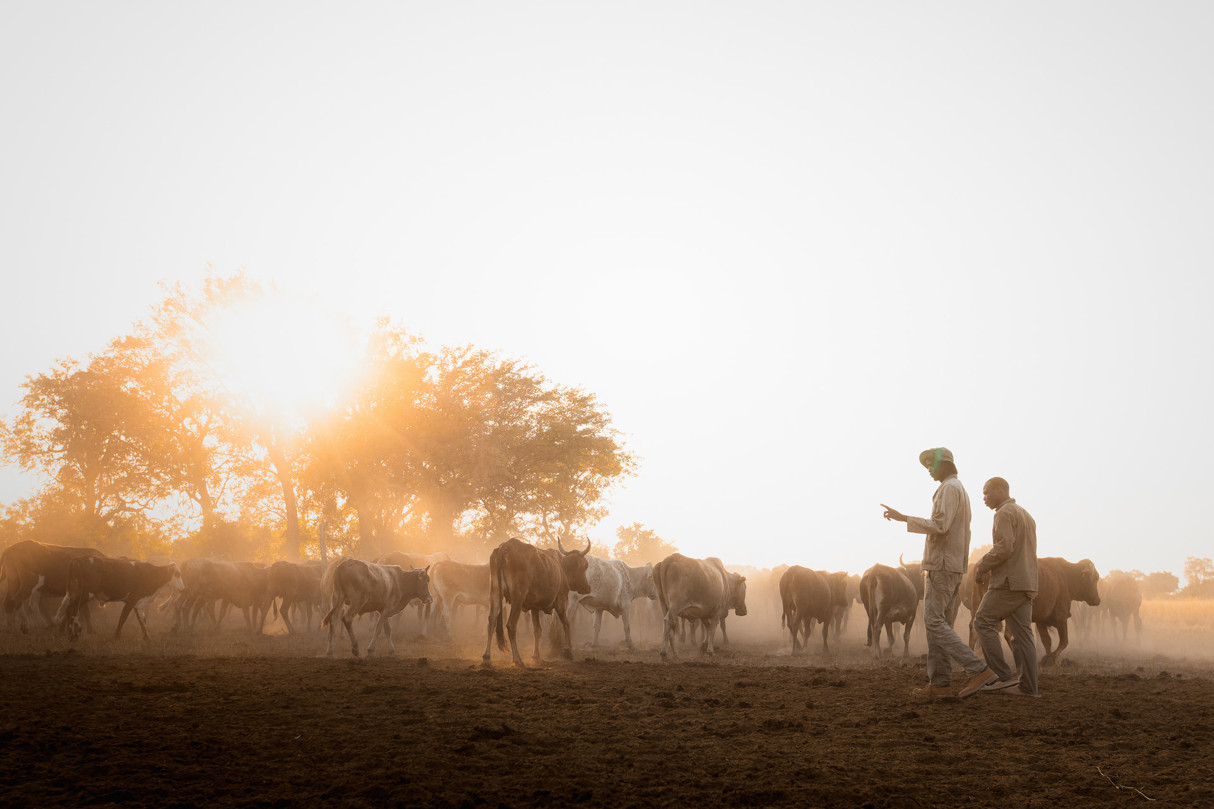 Two goat herders walking with a mixed herd of cattle, enveloped in dust from the herd against a bright African sunset, Botswana.
