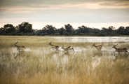 Wilderness Vumbura Plains Botswana Lechwe Running in Water