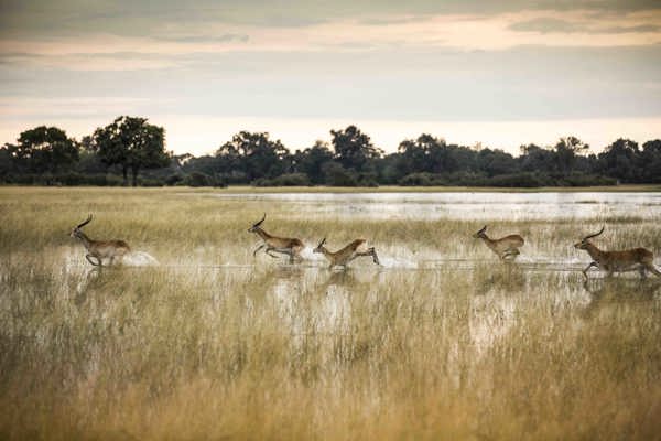 Wilderness Vumbura Plains Botswana Lechwe Running in Water