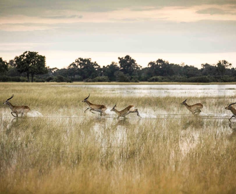 Wilderness Vumbura Plains Botswana Lechwe Running in Water
