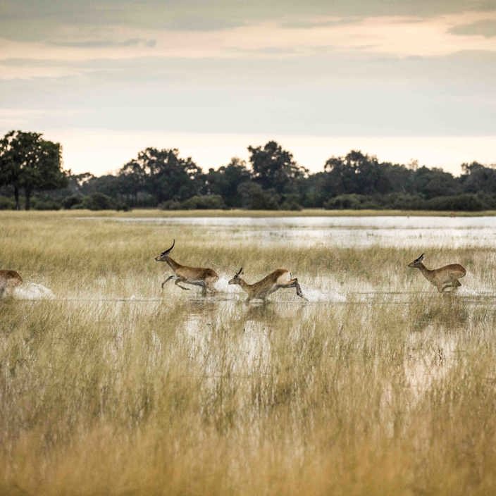 Wilderness Vumbura Plains Botswana Lechwe Running in Water