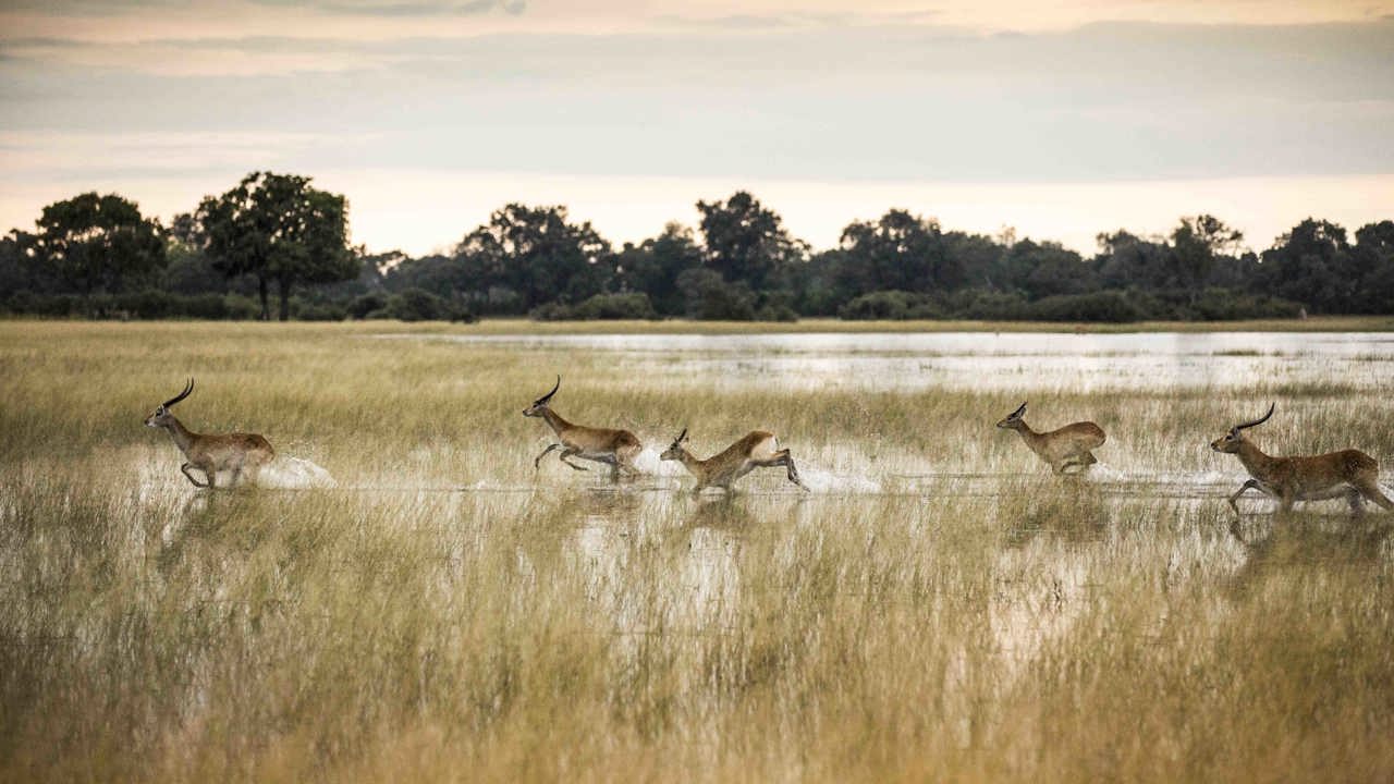 Wilderness Vumbura Plains Botswana Lechwe Running in Water