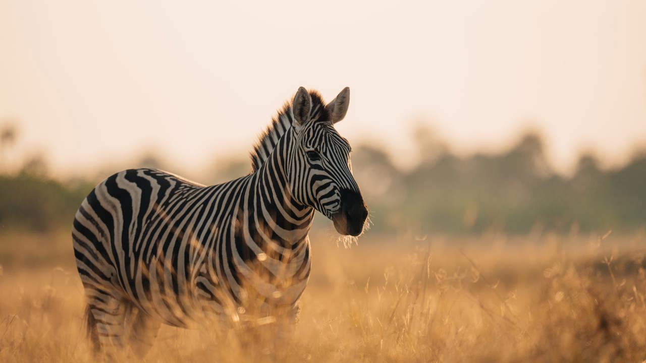 Close-up of a plains zebra standing in golden savanna grass at sunrise or sunset in the Okavango Delta, Botswana, showing its mane and stripes.