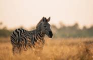 Close-up of a plains zebra standing in golden savanna grass at sunrise or sunset in the Okavango Delta, Botswana, showing its mane and stripes.