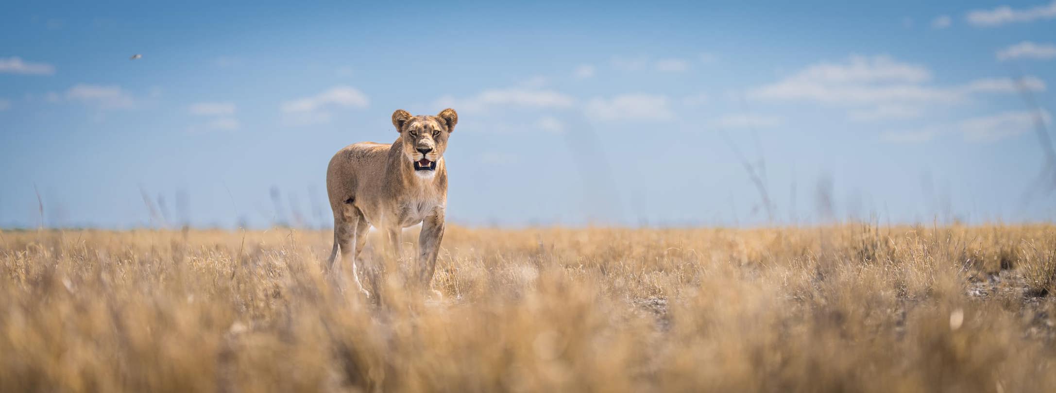A lioness standing in the tall grasses of the Mababe Depression