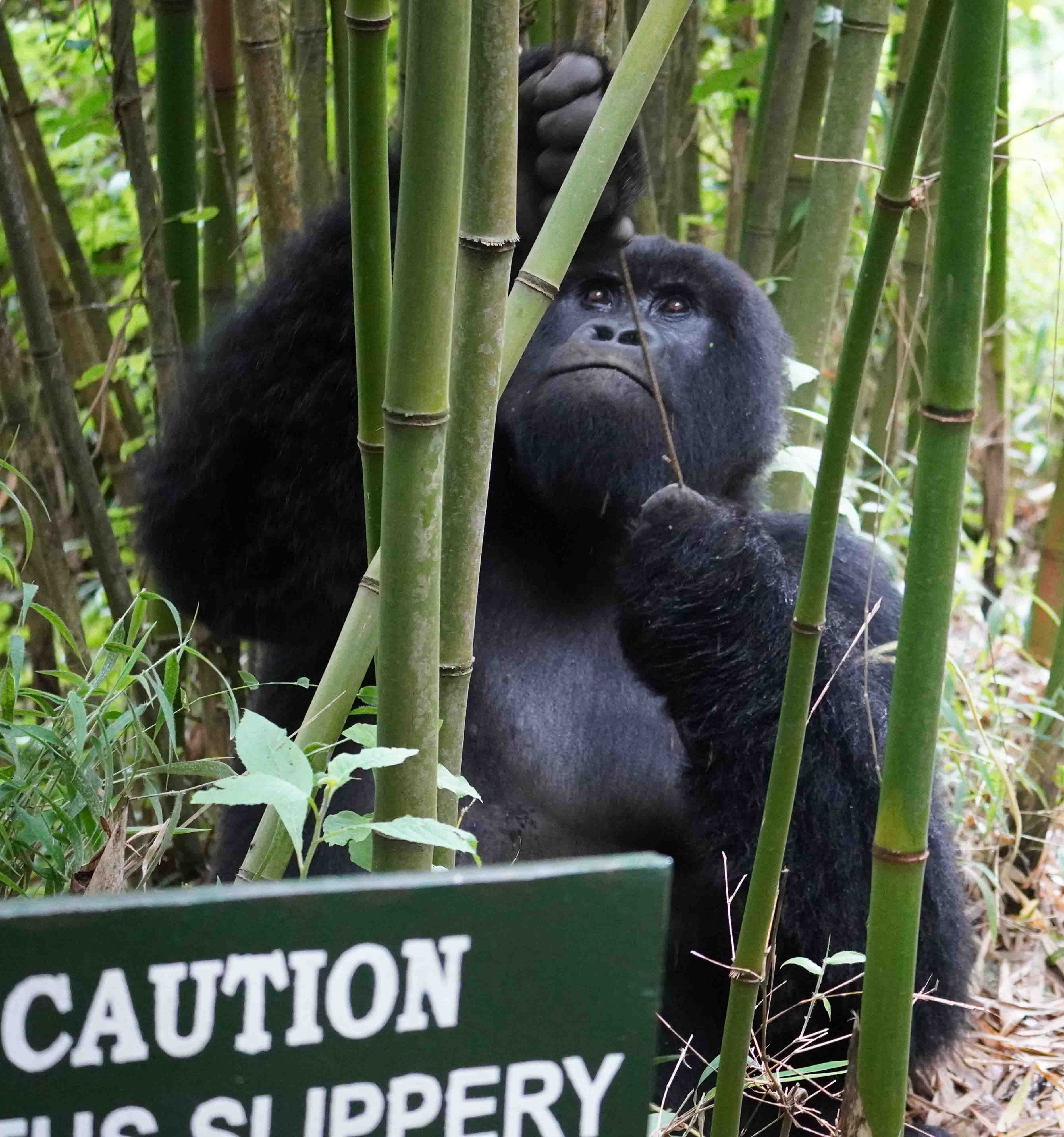 Wilderness Sabyinyo Gorillas in Camp