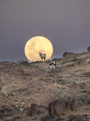 Wilderness Partnerships Travel Commercial Oryx Full Moon