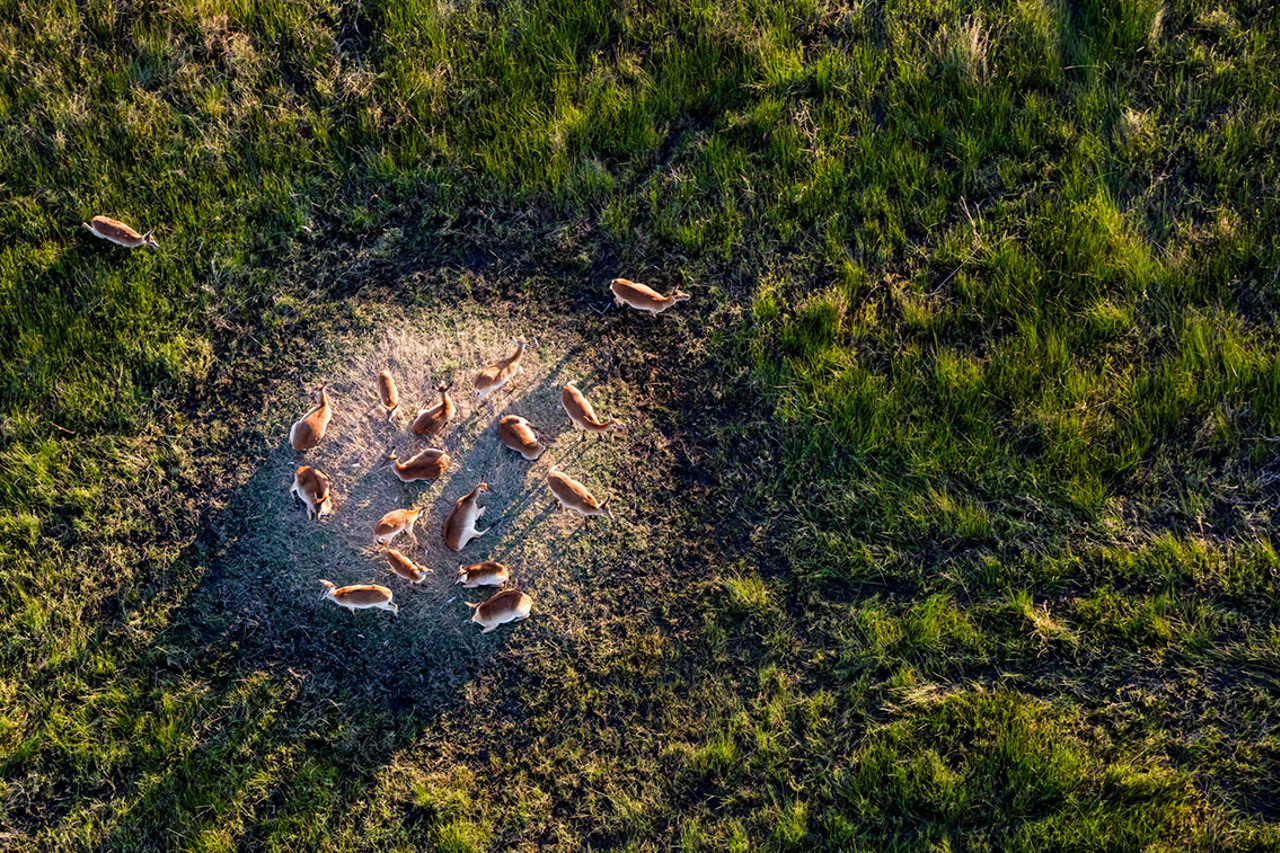 Wilderness Mombo Botswana Wildlife Lechwe Plains game are abundant, leading to prolific predators too
