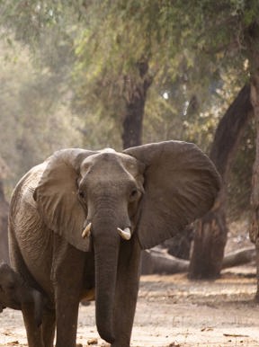 Wilderness Chikwenya Zimbabwe Wildlife Elephant