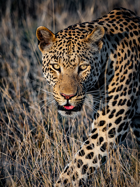 Wilderness Botswana Wildlife Leopard