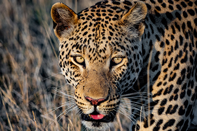 Wilderness Botswana Wildlife Leopard