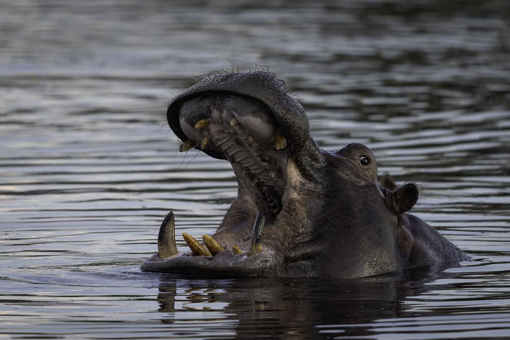 Yawning hippo in Osprey Laggon Wilderness DumaTau