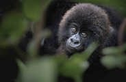 Mountain Gorilla at Wilderness Bisate Rwanda